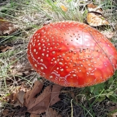 Amanita muscaria (Fly Agaric) at Lyneham, ACT - 18 May 2022 by trevorpreston