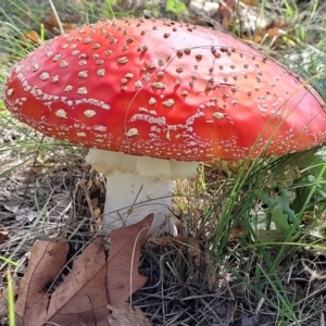 Amanita muscaria at Lyneham, ACT - 18 May 2022