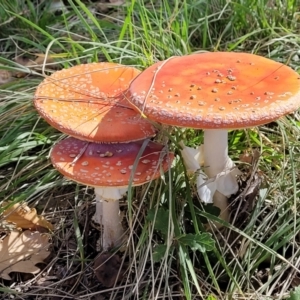 Amanita muscaria at Lyneham, ACT - 18 May 2022