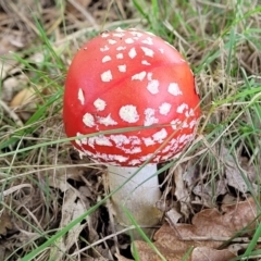 Amanita muscaria at Lyneham, ACT - 18 May 2022