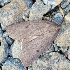 Paralaea porphyrinaria (Chestnut Vein Crest Moth) at Bruce Ridge - 18 May 2022 by trevorpreston