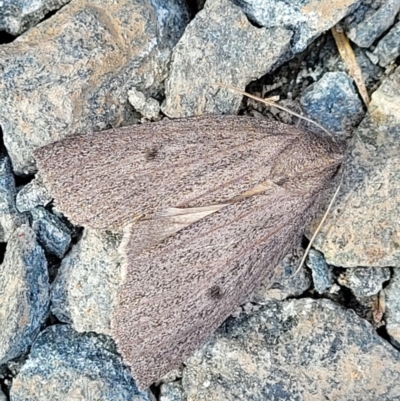 Paralaea porphyrinaria (Chestnut Vein Crest Moth) at O'Connor, ACT - 18 May 2022 by trevorpreston