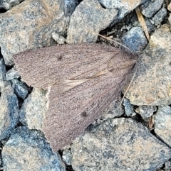 Paralaea porphyrinaria at O'Connor, ACT - 18 May 2022