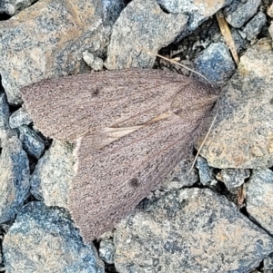 Paralaea porphyrinaria at O'Connor, ACT - 18 May 2022