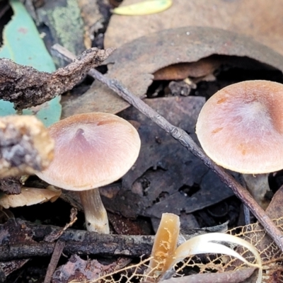Unidentified Cap on a stem; gills below cap [mushrooms or mushroom-like] at Point 5811 - 18 May 2022 by trevorpreston