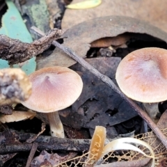 Unidentified Cap on a stem; gills below cap [mushrooms or mushroom-like] (TBC) at O'Connor, ACT - 18 May 2022 by trevorpreston