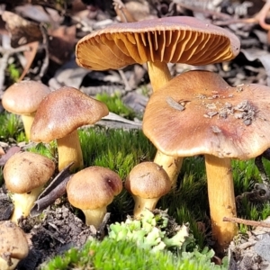 zz agaric (stem; gills not white/cream) at O'Connor, ACT - 18 May 2022