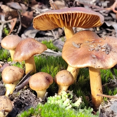 zz agaric (stem; gills not white/cream) at O'Connor, ACT - 18 May 2022 by trevorpreston