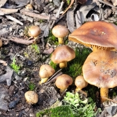 zz agaric (stem; gills not white/cream) at O'Connor, ACT - 18 May 2022 12:13 PM