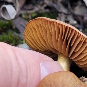zz agaric (stem; gills not white/cream) at O'Connor, ACT - 18 May 2022