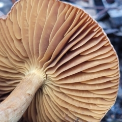 zz agaric (stem; gills not white/cream) at O'Connor, ACT - 18 May 2022 12:13 PM