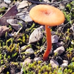 Unidentified Cap on a stem; gills below cap [mushrooms or mushroom-like] at O'Connor, ACT - 18 May 2022 by trevorpreston