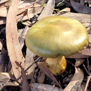 Dermocybe austroveneta at O'Connor, ACT - 18 May 2022