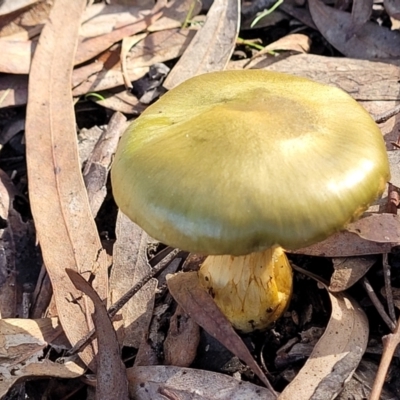 Dermocybe austroveneta (Green Skinhead) at O'Connor, ACT - 18 May 2022 by trevorpreston