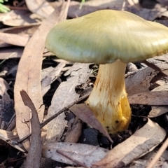 Dermocybe austroveneta at O'Connor, ACT - 18 May 2022