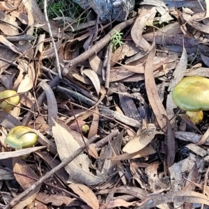 Cortinarius austrovenetus at O'Connor, ACT - 18 May 2022