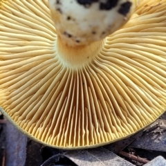 Cortinarius austrovenetus at O'Connor, ACT - 18 May 2022