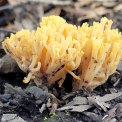 Ramaria sp. (A Coral fungus) at Bruce Ridge - 18 May 2022 by trevorpreston