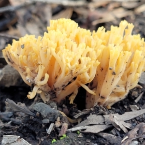 Ramaria sp. at O'Connor, ACT - 18 May 2022