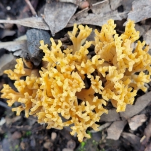 Ramaria sp. at O'Connor, ACT - 18 May 2022