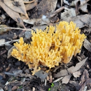 Ramaria sp. at O'Connor, ACT - 18 May 2022 12:01 PM