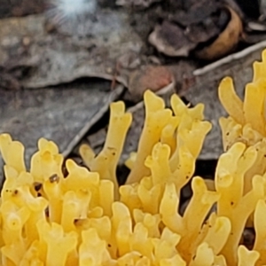 Ramaria sp. at O'Connor, ACT - 18 May 2022 12:01 PM