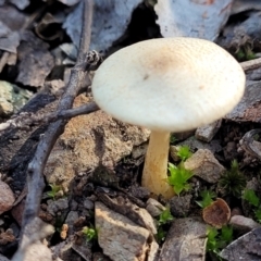 Unidentified Cap on a stem; gills below cap [mushrooms or mushroom-like] (TBC) at O'Connor, ACT - 18 May 2022 by trevorpreston