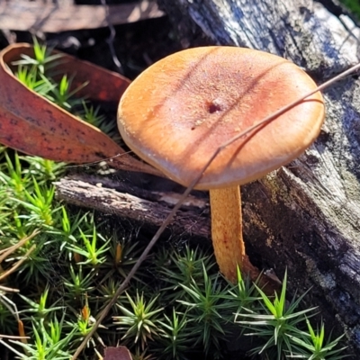 Unverified Cap on a stem; gills below cap [mushrooms or mushroom-like] at O'Connor, ACT - 18 May 2022 by trevorpreston