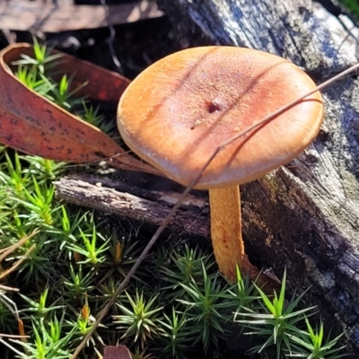 Unidentified Cap on a stem; gills below cap [mushrooms or mushroom-like] at Bruce Ridge - 18 May 2022 by trevorpreston