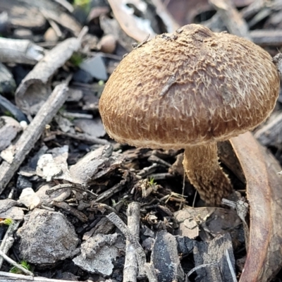 Inocybe sp. (Inocybe) at Bruce Ridge - 18 May 2022 by trevorpreston