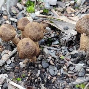 Inocybe sp. at O'Connor, ACT - 18 May 2022 12:06 PM