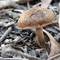 Inocybe sp. at O'Connor, ACT - 18 May 2022