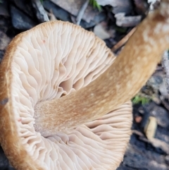 Inocybe sp. at O'Connor, ACT - 18 May 2022