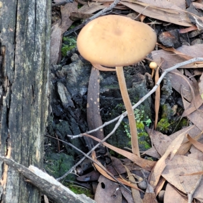 Unidentified Cap on a stem; gills below cap [mushrooms or mushroom-like] at O'Connor, ACT - 18 May 2022 by trevorpreston