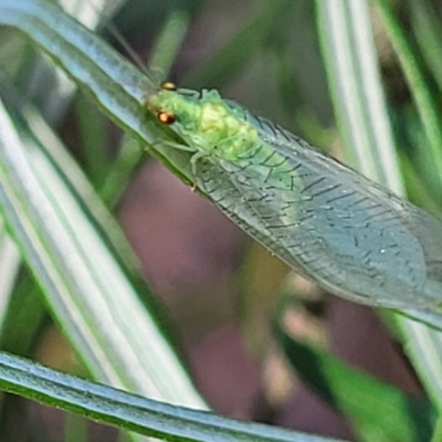 Mallada traviatus (Goldeneye Lacewing) at O'Connor, ACT - 18 May 2022 by trevorpreston