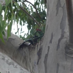 Glossopsitta concinna (Musk Lorikeet) at Albury - 18 May 2022 by AlburyCityEnviros