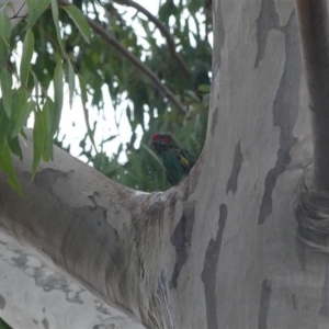 Glossopsitta concinna at Thurgoona, NSW - 18 May 2022 01:56 PM