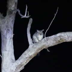 Trichosurus vulpecula (Common Brushtail Possum) at West Albury, NSW - 18 May 2022 by AlburyCityEnviros