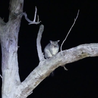 Trichosurus vulpecula (Common Brushtail Possum) at West Albury, NSW - 18 May 2022 by AlburyCityEnviros