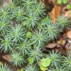 Dawsonia sp. at Tilba Tilba, NSW - 14 May 2022 by mahargiani