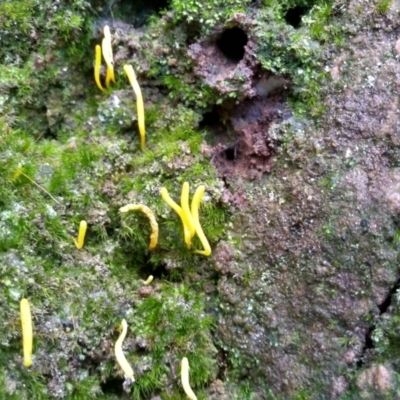 Clavulinopsis amoena at Gulaga National Park - 13 May 2022 by mahargiani