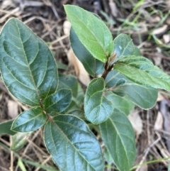 Viburnum tinus (Laurustinus) at Watson, ACT - 16 May 2022 by waltraud