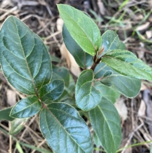 Viburnum tinus at Watson, ACT - 16 May 2022 03:41 PM