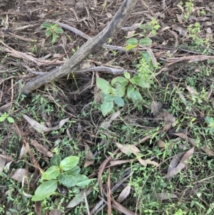 Viburnum tinus at Watson, ACT - 16 May 2022 03:41 PM