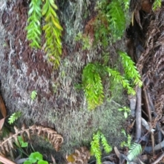 Unidentified Moss / Liverwort / Hornwort (TBC) at Central Tilba, NSW - 14 May 2022 by mahargiani