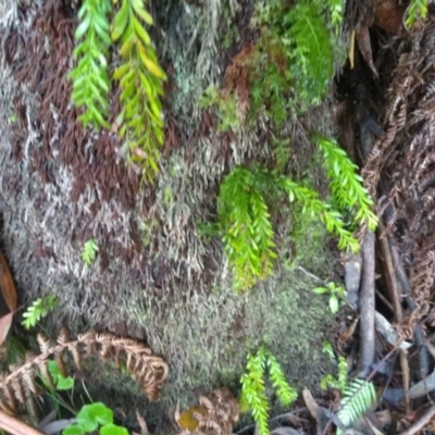 Unidentified Moss, Liverwort or Hornwort at Central Tilba, NSW - 14 May 2022 by mahargiani