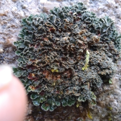 Unidentified Lichen at Central Tilba, NSW - 14 May 2022 by mahargiani