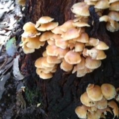 Unidentified Cap on a stem; gills below cap [mushrooms or mushroom-like] (TBC) at Narooma, NSW - 14 May 2022 by mahargiani