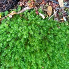 Unidentified Moss / Liverwort / Hornwort at Gulaga National Park - 14 May 2022 by mahargiani