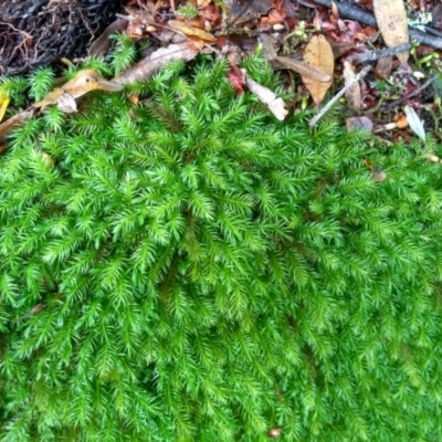 Unverified Moss, Liverwort or Hornwort at Tilba Tilba, NSW - 14 May 2022 by mahargiani